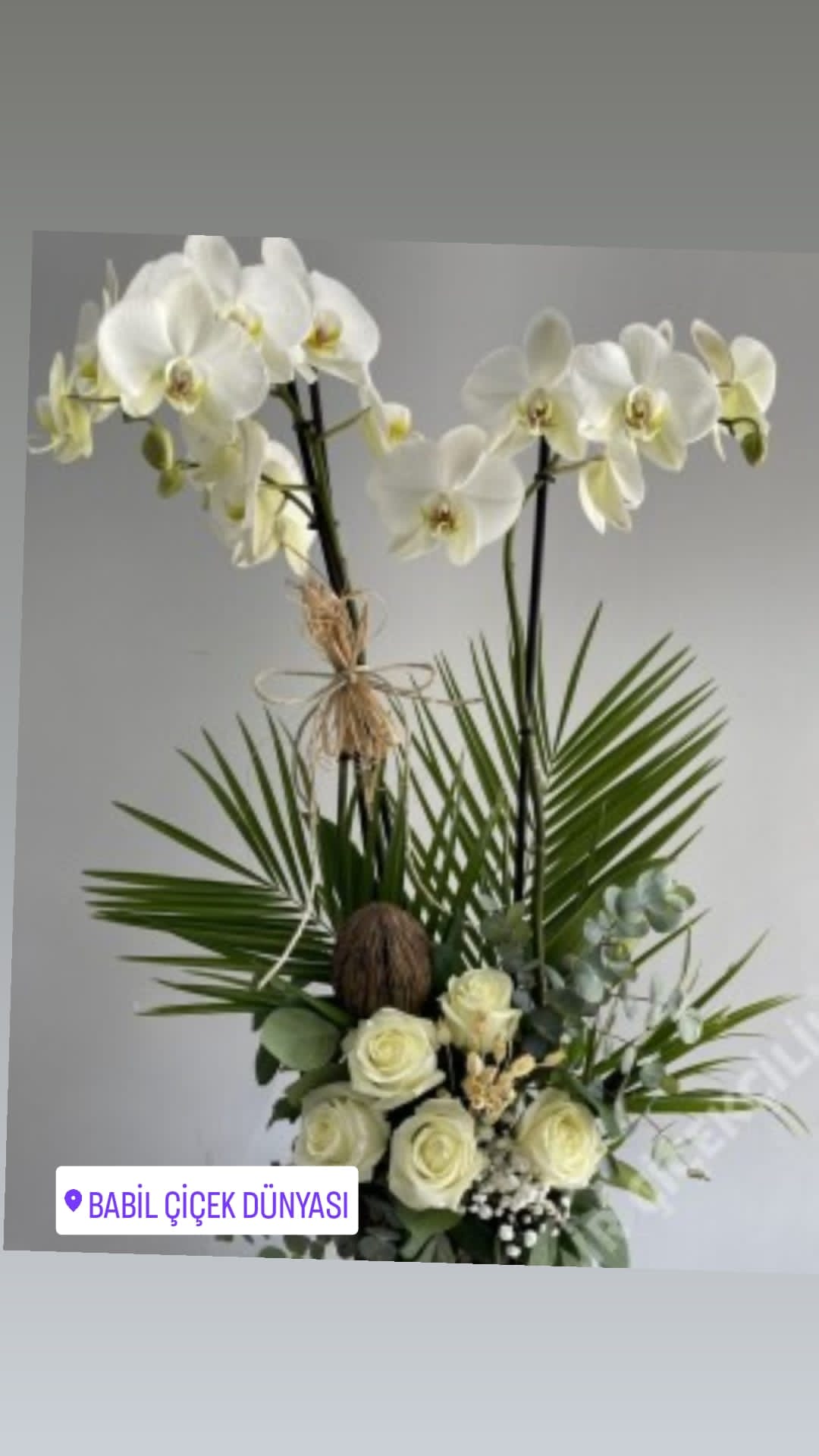 Saksıda Beyaz Orkide, Beyaz Gül Arajman