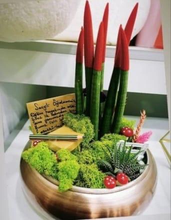 Kırmızı Paşa Kılıcı Sukulent