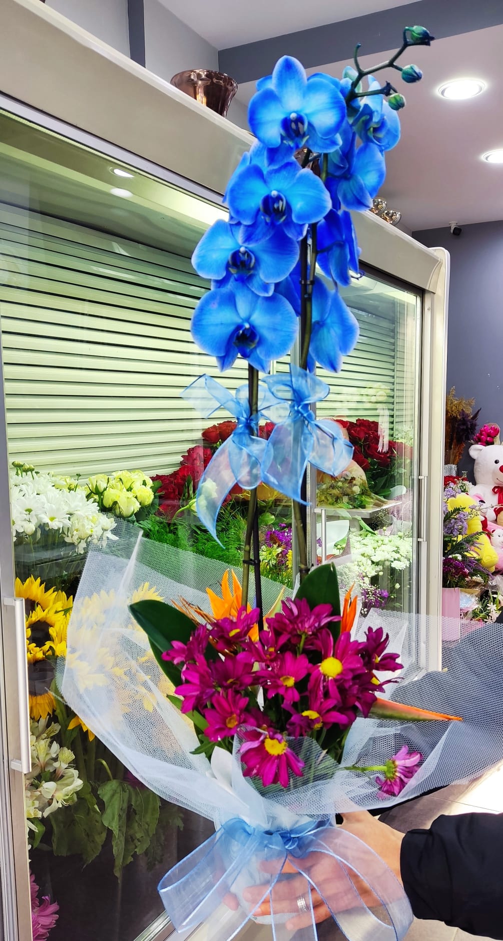 Saksıda 2 Dal Mavi Orkide